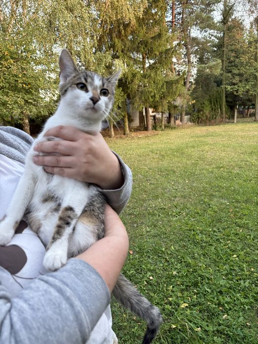 Kotek szuka domu pokochaj proszę
