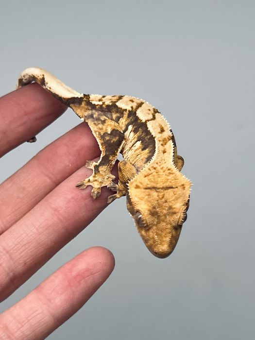 Gekon orzęsiony samica możliwa wyprawka transport