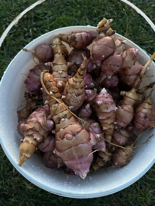 Topinambur Słonecznik bulwiasty inulina sadzonki do jedzenia kiszenia