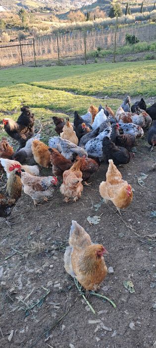 Ovos galados - várias raças cruzadas