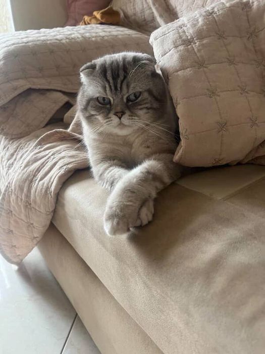 Неймовірний котик чекає дівчинку у гості:)