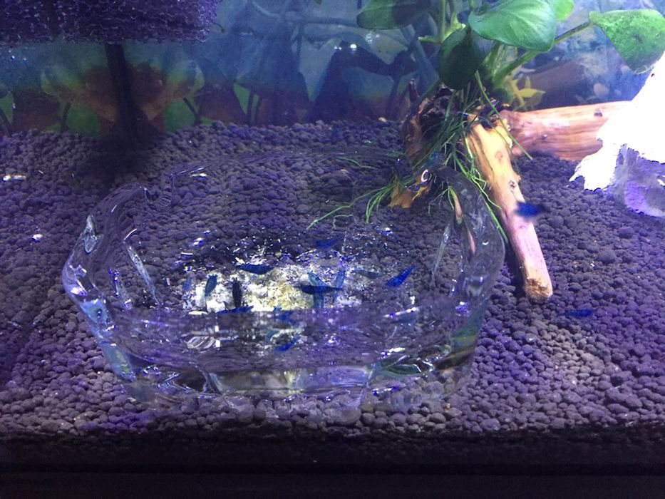 Vendo camarões Blue Dream