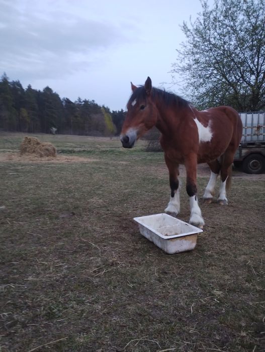 Sprzedam klacz srokatą