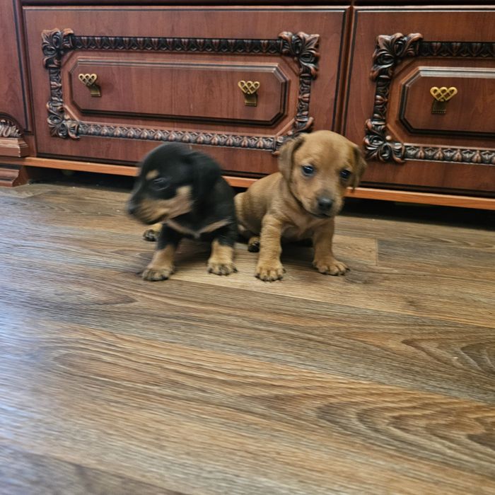 Девочки карликовой такси