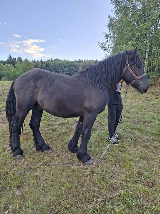 Sprzedam ogiera zimnokrwistego