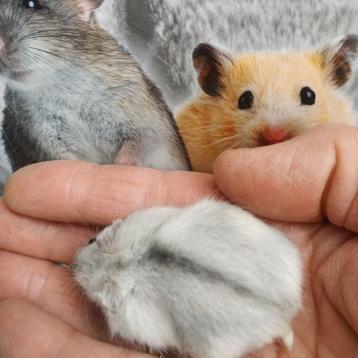 Хомяки маленькие ручные разные джунгарские хомячки в Харькове доставка