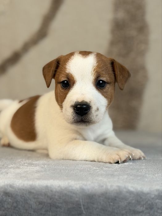 Piesek gladkowlosy Jack Russell terrier ZKWP/FCI