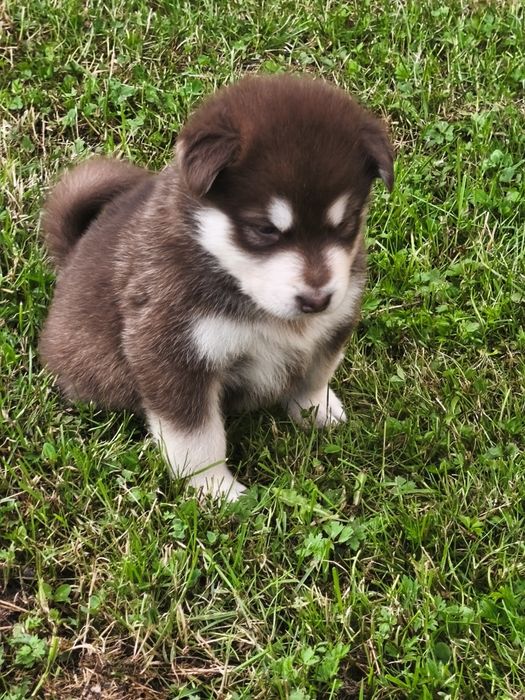 Alaskan Malamute szczeniak.