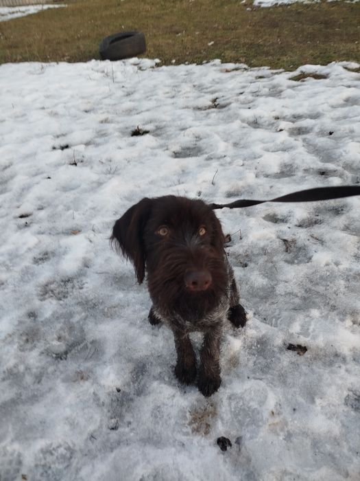 Собака хорошая красивая