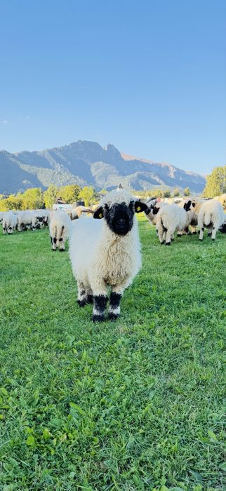 RODOWÓD Owca Walizerska Czarnonosa Walliserska