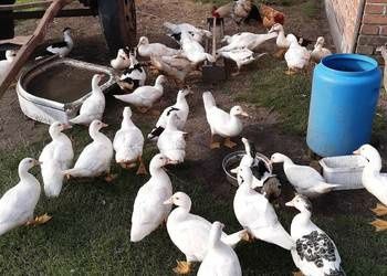Sprzedam kaczki francuskie