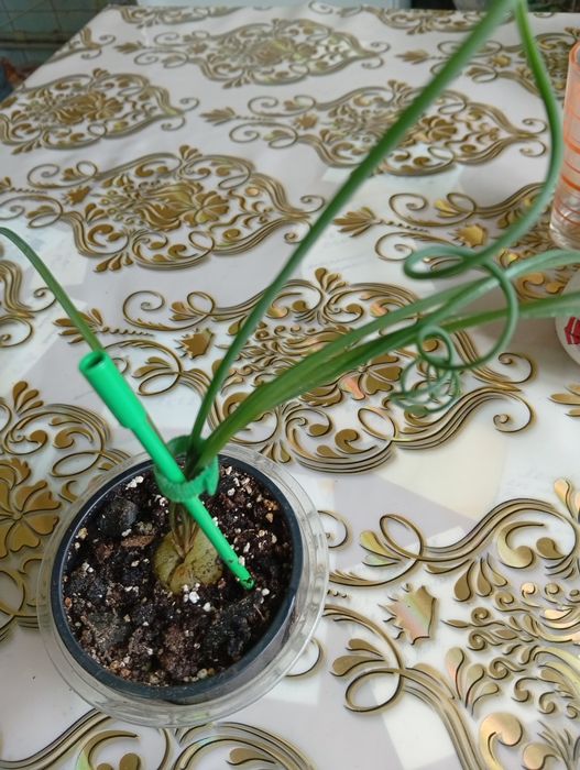 Домашние комнатные цветы