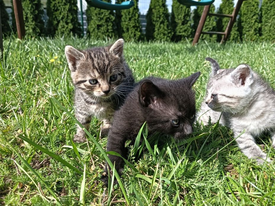 Kotki do adopcji