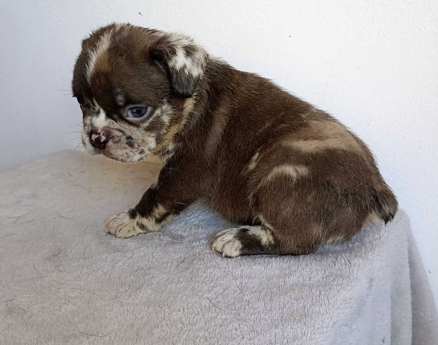 Bulldog francês macho merle