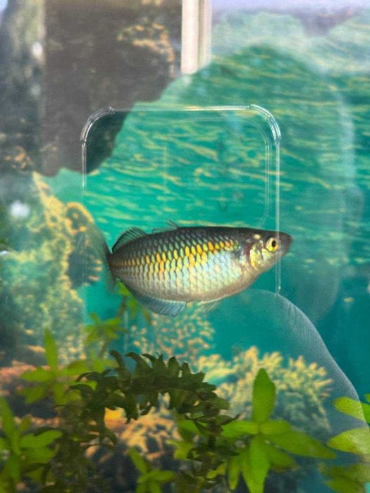 Рибки акваріумні