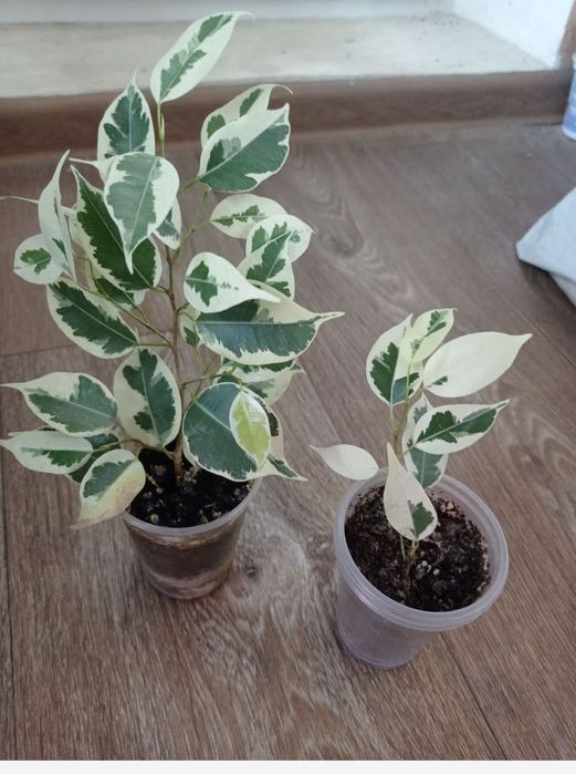 Традесканция триколор Фикусы