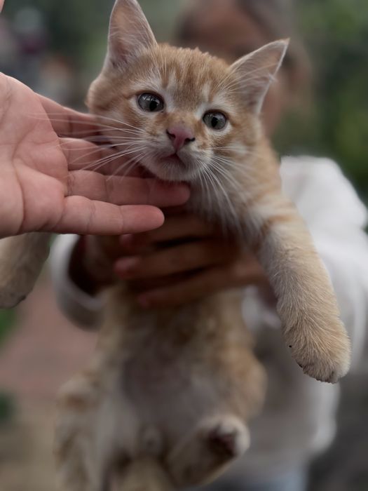 Котики бесплатно