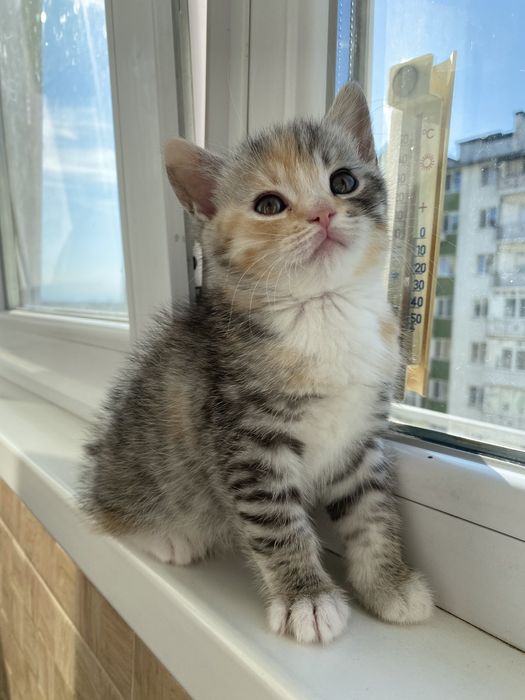 Продаються кошенята шотландці