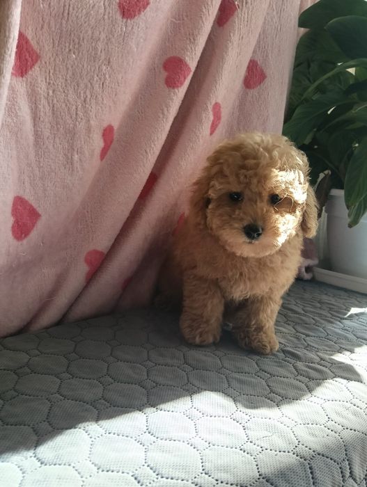 Caniche toy macho