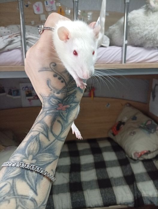 Крыска ручная отдам