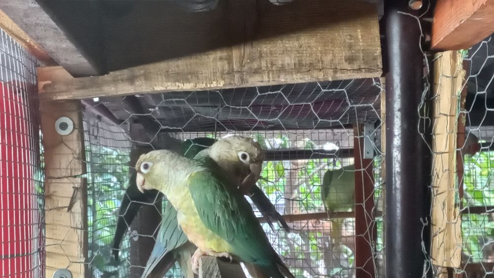 Tenho um casal de piurras igual a este para dispensar