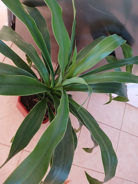 Пальма Юка 2 штуки