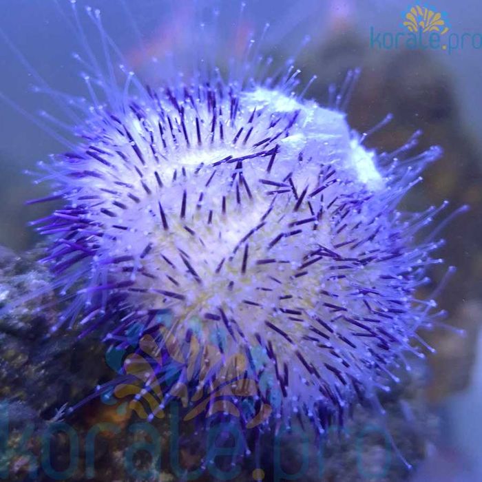 Echinodermata Jeżowiec ekipa czyszcząca akwarium morskie Korale.pro