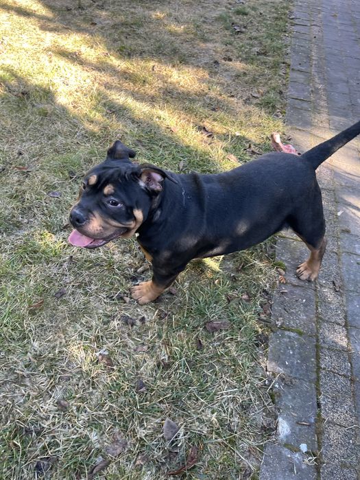 Piesek rasy  American Bully