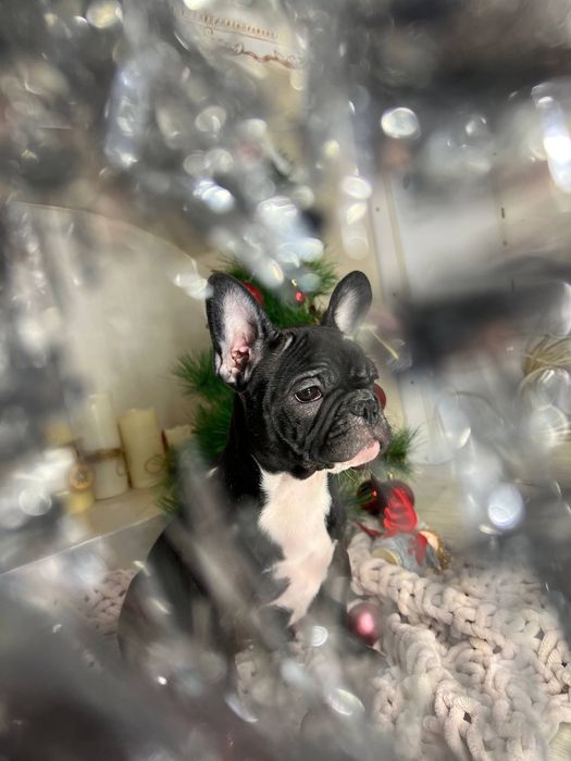 Французькі бульдожки