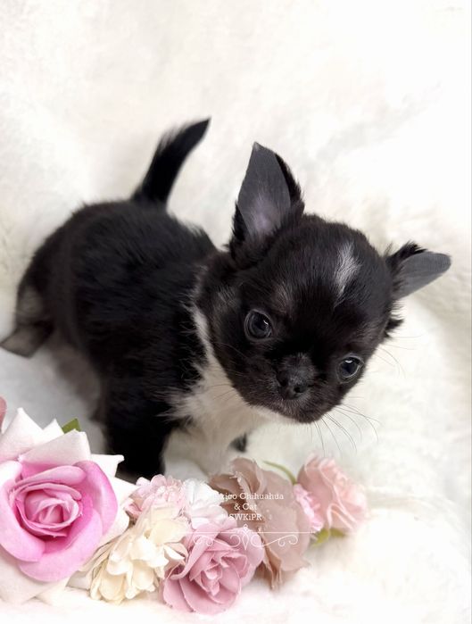 Piękny chłopiec chihuahua