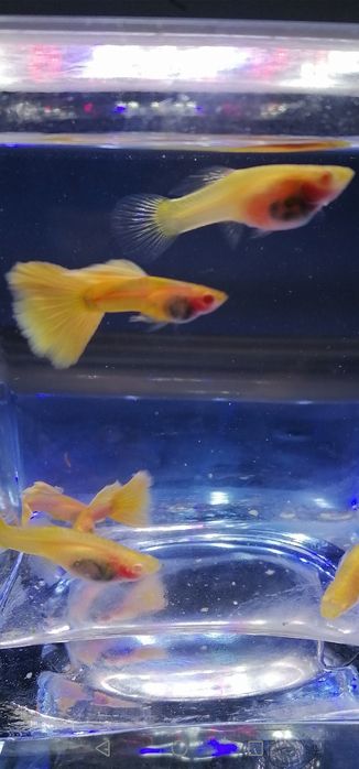 Gupiki Albino Yellow Taxi Glass Belly