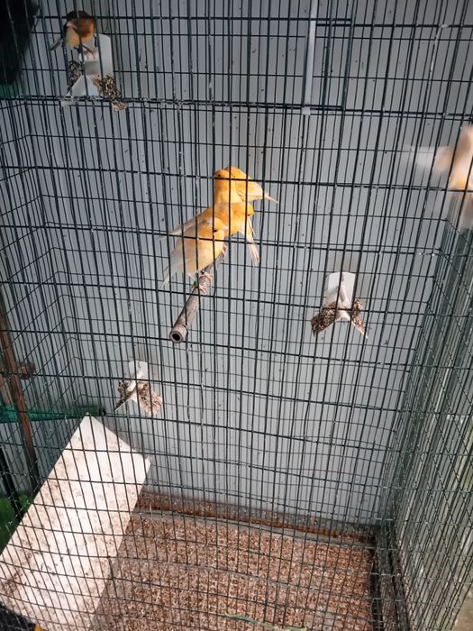 Tenho canarios para ceder redução de plantel