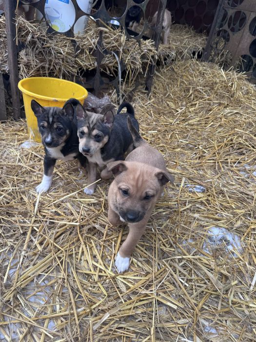 Łajka Basenji szczenieta