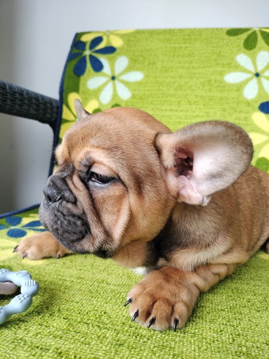 Bulldog frances fawn exotico macho