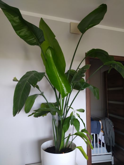 strelicja nicolay biała