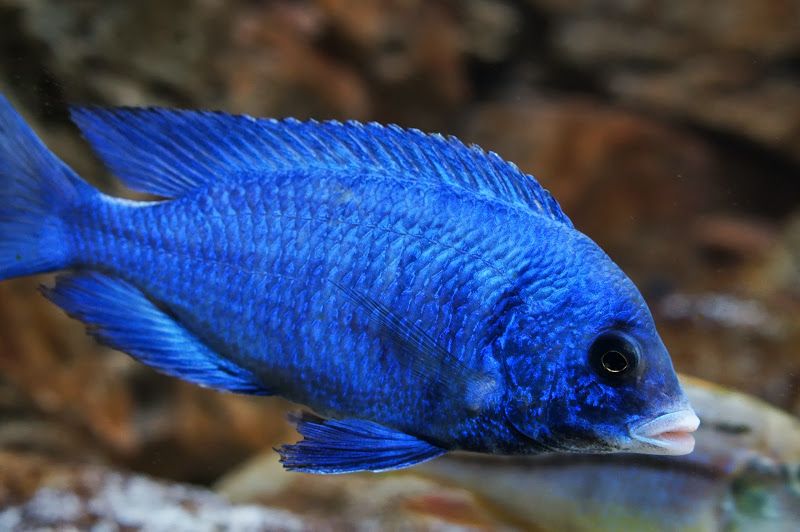 Sciaenochromis fryeri Хаплохромис васильковый Акваріумні рибки цихліди