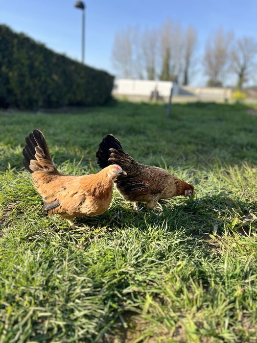 Garnizas Super Meigas