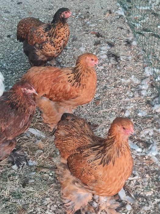 Galinhas e galos  Brahma