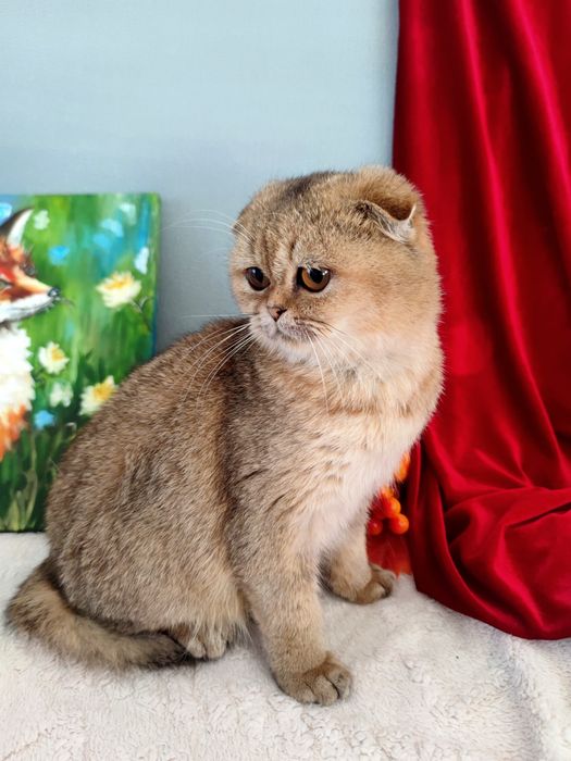 Золотий котик шиншила висловушка 6 міс