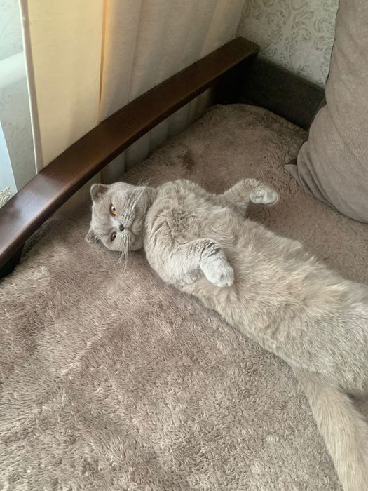 В‘язка кішечки шотландська вислоуха