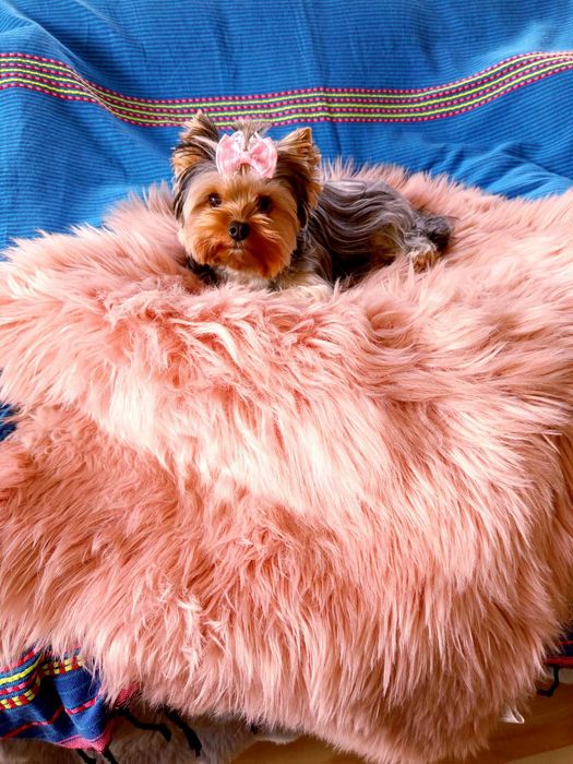 Piękna suczka York merle miniaturka Yorkshire Terrier blueberry