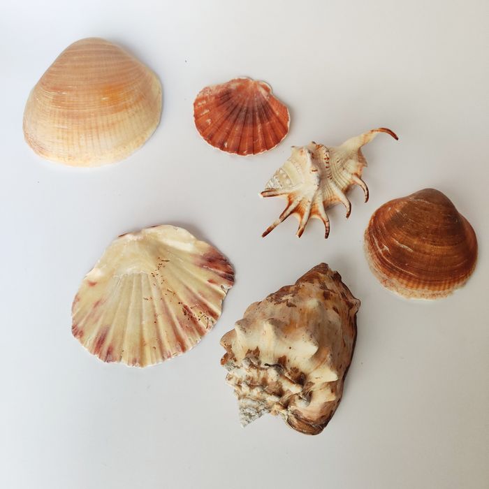 Búzios, conchas, vieiras