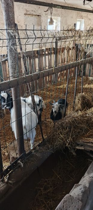 Kozy miniaturki kózki i capki