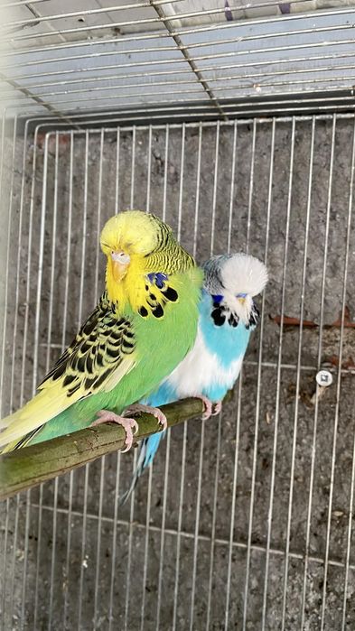 Vendo casal de periquitos inglês