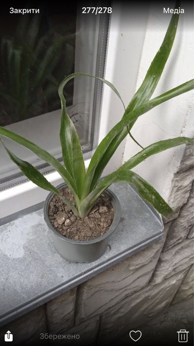 Спіндапсус,більбергія,хлорофітум кучерявий.