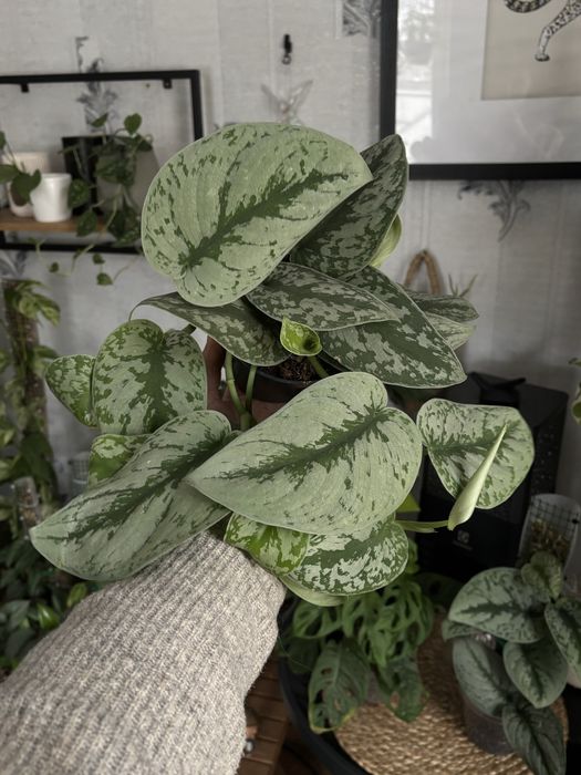 Кімнатні рослини. Варієгатні, ампельні. Монстера, Філодендрон, калатея