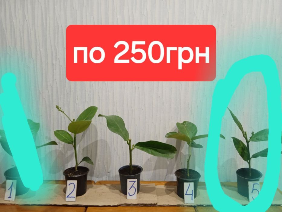 Лимон , мандарин, лайм , кумкват, апельсин інше