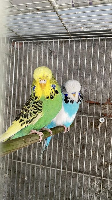 Vendo casal de periquitos inglês