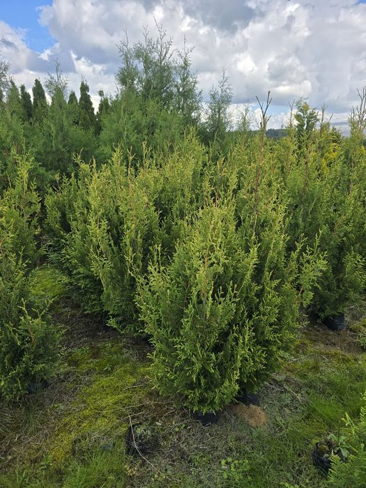 Tuja 120-140 cm aurespicata wyprzedaz brabant smaragd wolsztyn plicata