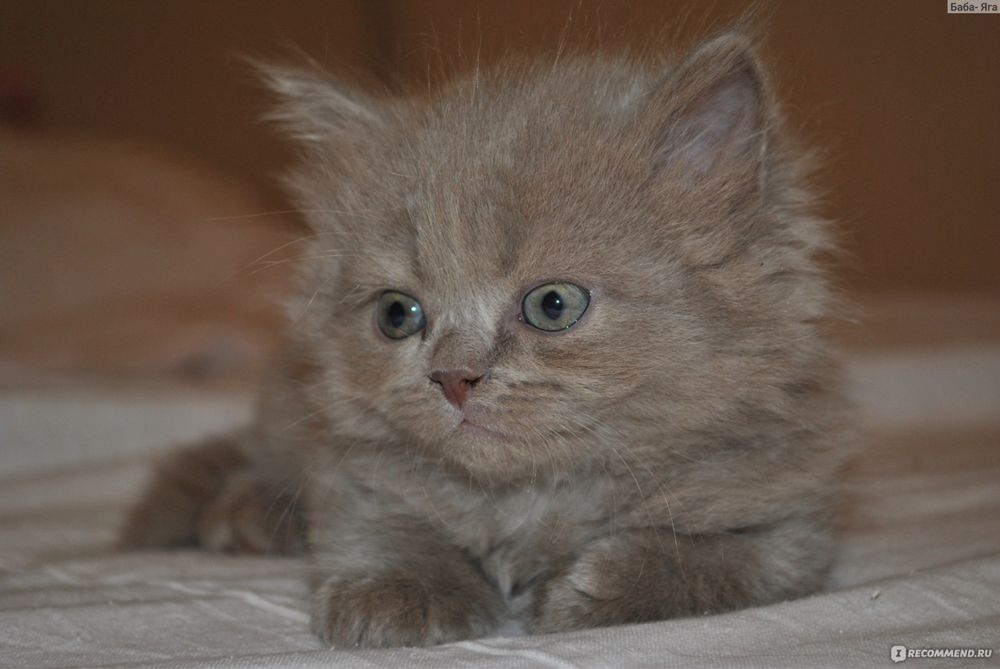 Скоттиш страйт девочка